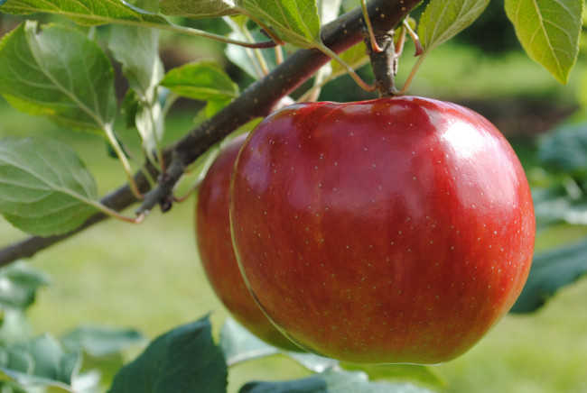 Обои картинки фото природа, плоды, листья, ветка