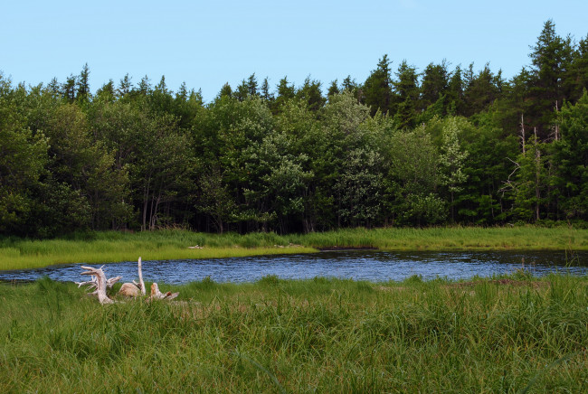 Обои картинки фото природа, реки, озера, лес, река