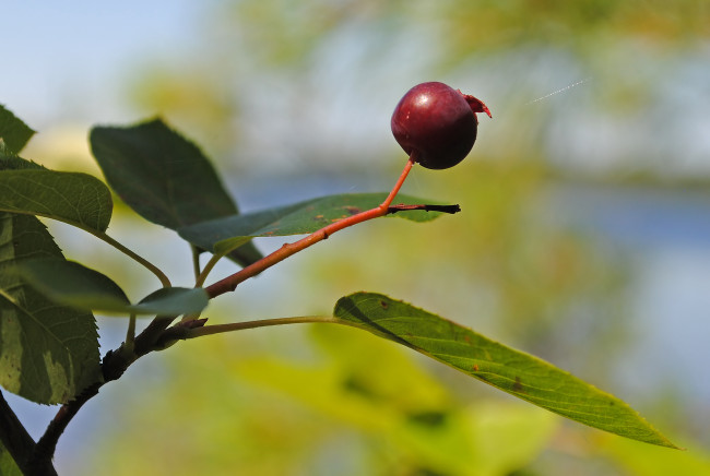 Обои картинки фото природа, Ягоды, ветка