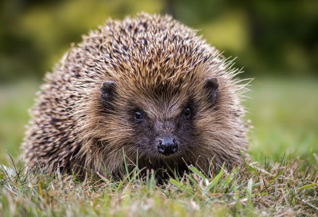Обои картинки фото животные, ежи, колючки