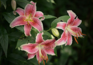 Картинка цветы лилии +лилейники petals цветение bloom lily лепестки