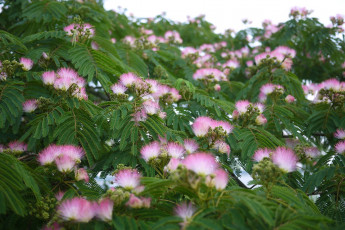 Картинка цветы акация цветок пушистый игольчатый розовый