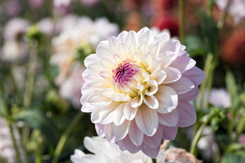 Картинка цветы георгины лепестки цветение розовый георгин