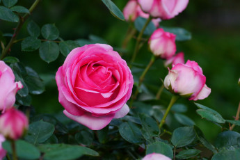 Картинка цветы розы бутон роза leaves blossoms bud rose petals лепестки листья цветение