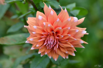 Картинка цветы георгины лепестки бутоны цветение георгин