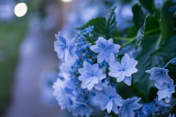 Картинка цветы гортензия цветение куст