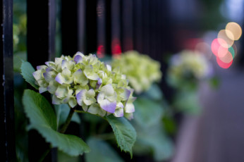 Картинка цветы гортензия splendor petals flowers hydrangea пышность лепестки голубая цветки blue