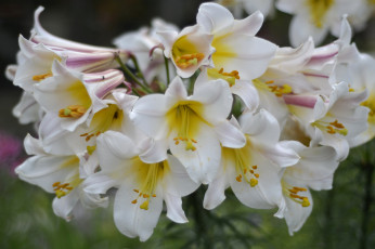 Картинка цветы лилии +лилейники bloom lily лепестки цветение petals