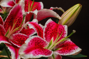 обоя цветы, лилии,  лилейники, цветение, бутоны, лилия