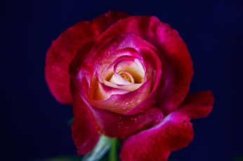 Картинка цветы розы цветение бутон лепестки листья роза blossoms leaves petals bud rose