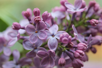 Картинка цветы сирень природа весна листья ветки фокус размытость