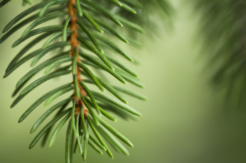 Картинка природа макро иголки хвоя зеленый ветка