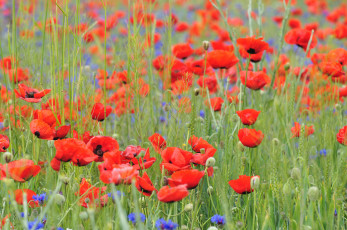 Картинка цветы маки природа луг поле лепестки мак