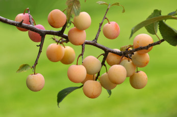 Картинка природа плоды листья ветка