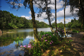 Картинка природа реки озера цветы лес река