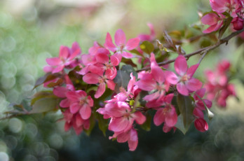 Картинка цветы цветущие+деревья+ +кустарники цветущая веточка листья ветка цветки