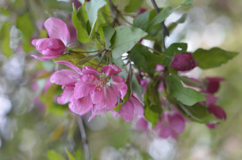 Картинка цветы цветущие+деревья+ +кустарники нежно цветение цветочки листики ветка