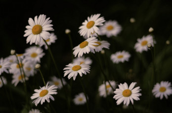 Картинка цветы ромашки голубая ромашка цветение лепестки