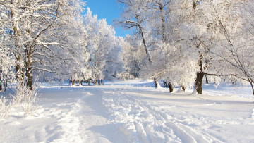 Картинка природа зима деревья снег