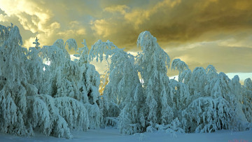 Картинка природа зима снег деревья