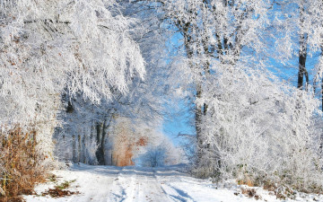 Картинка природа зима деревья снег