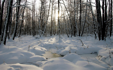 Картинка природа зима снег деревья