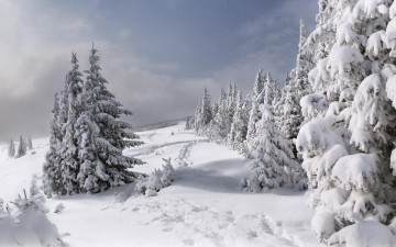 Картинка природа зима снег деревья