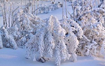 Картинка природа зима снег деревья