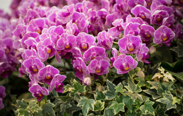 Картинка цветы орхидеи bright orchid bloom petals лепестки цветение яркая орхидея