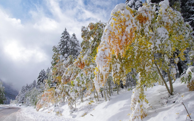 Обои картинки фото природа, зима, снег, деревья