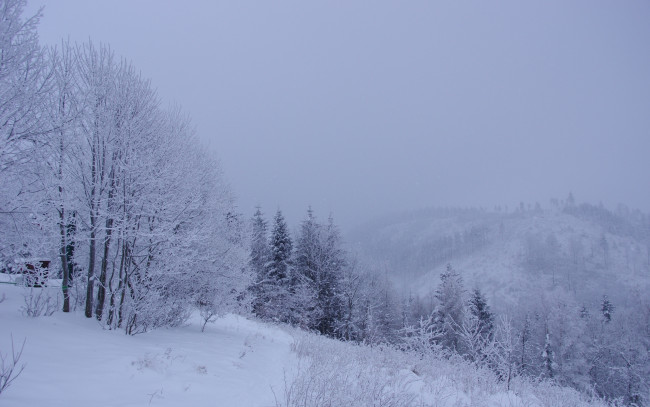 Обои картинки фото природа, зима, снег, деревья