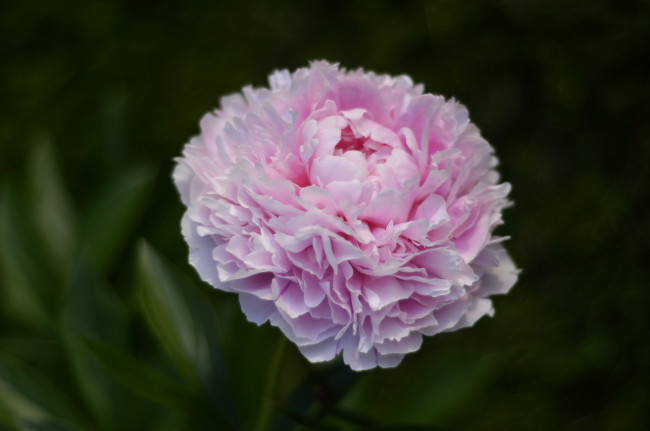 Обои картинки фото цветы, пионы, листья, куст, цветение, лепестки