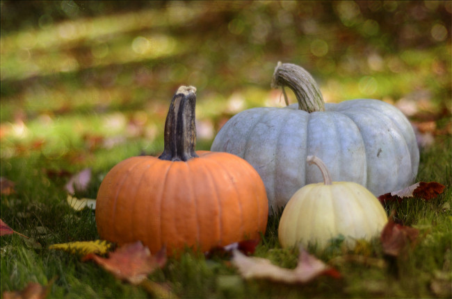Обои картинки фото еда, тыква, тыковки, листики, осень, урожай