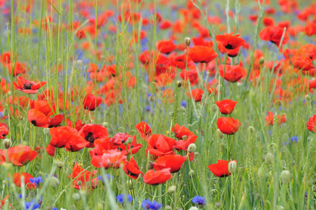 Обои картинки фото цветы, маки, природа, луг, поле, лепестки, мак