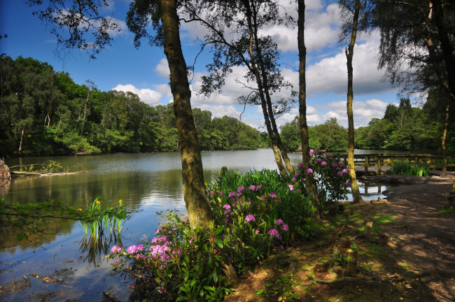 Обои картинки фото природа, реки, озера, цветы, лес, река