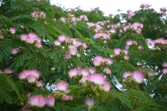 Обои картинки фото цветы, акация, цветок, пушистый, игольчатый, розовый