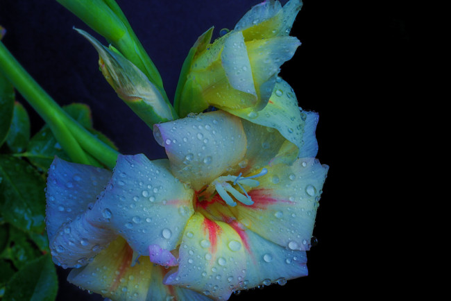 Обои картинки фото цветы, гладиолусы, гладиолус