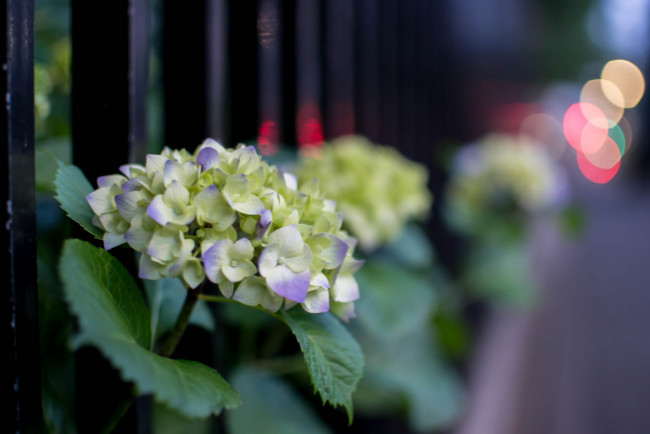 Обои картинки фото цветы, гортензия, splendor, petals, flowers, hydrangea, пышность, лепестки, голубая, цветки, blue