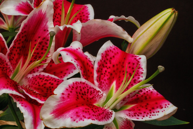 Обои картинки фото цветы, лилии,  лилейники, цветение, бутоны, лилия