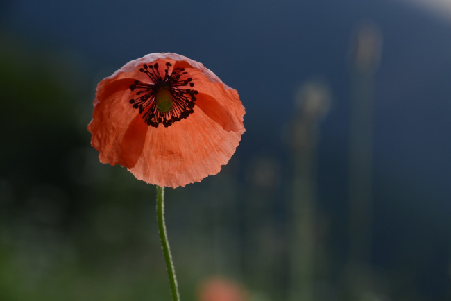 Обои картинки фото цветы, маки, красный, стебелек, макро