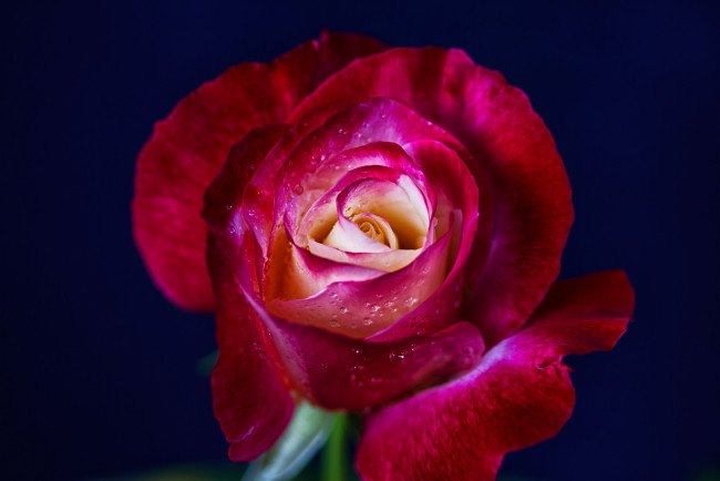 Обои картинки фото цветы, розы, цветение, бутон, лепестки, листья, роза, blossoms, leaves, petals, bud, rose