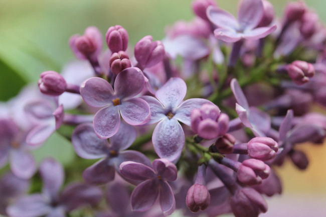 Обои картинки фото цветы, сирень, природа, весна, листья, ветки, фокус, размытость