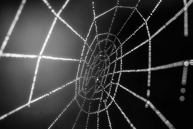 Обои картинки фото природа, макро, роса, паутина, капли, чёрный, фон