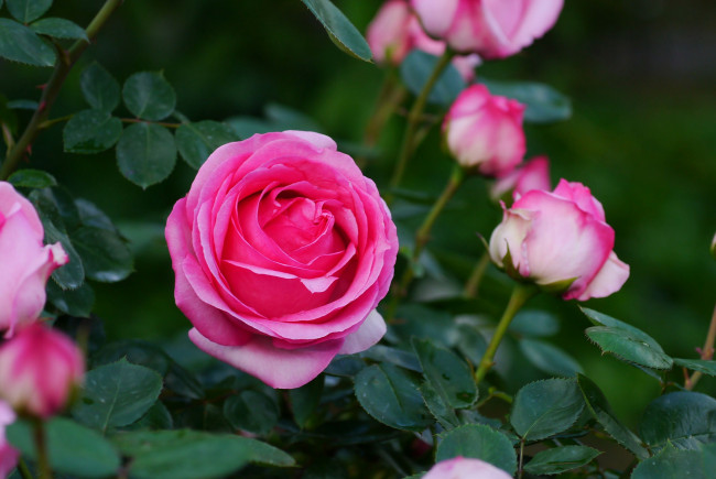 Обои картинки фото цветы, розы, бутон, роза, leaves, blossoms, bud, rose, petals, лепестки, листья, цветение