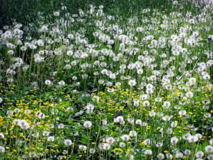 Картинка цветы одуванчики пушистики