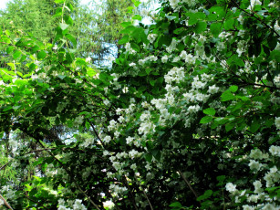 Картинка цветы жасмин куст