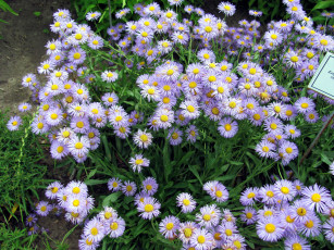 Картинка мелколепестник+гибридный цветы мелколепестник гибридный