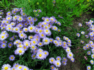 Картинка мелколепестник+гибридный цветы мелколепестник гибридный