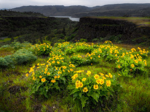 Картинка природа луга простор