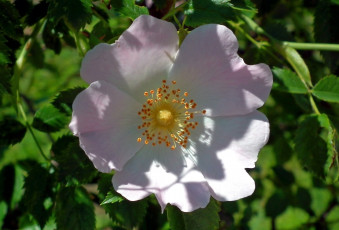 Картинка цветы шиповник макро